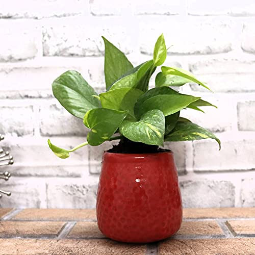Leafy Tales Honeycomb Texture Ceramic Pot for Home Garden Decor Glossy Red - Image 1