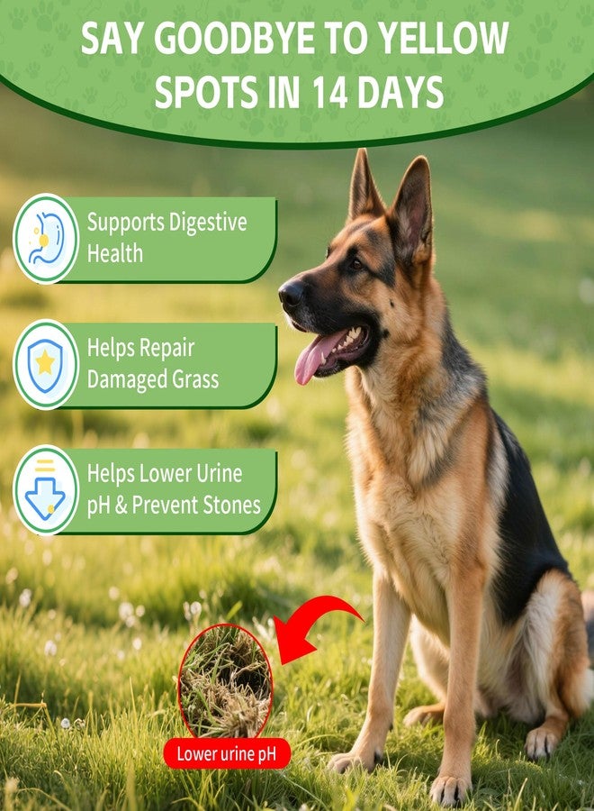 VivaElixir Dog Urine Neutralizer for Lawn -Methionine, Probiotics & Enzymes- - Helps Reduce Lawn Burn from Dog Urine, Supports Digestive and Urinary Health -Veterinarian Recommended- 60ml - Image 2