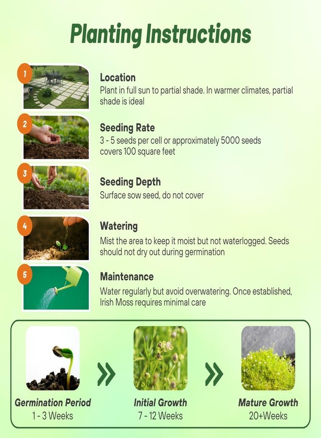 Outsidepride Irish Moss Ground Cover Seeds - 5000 Pcs Perennial Low Growing, Mat-Forming Lawn Alternative, Outdoor Ground Cover Seeds with Shade Tolerance, Ideal for Pathways and Rock Gardens - Image 4
