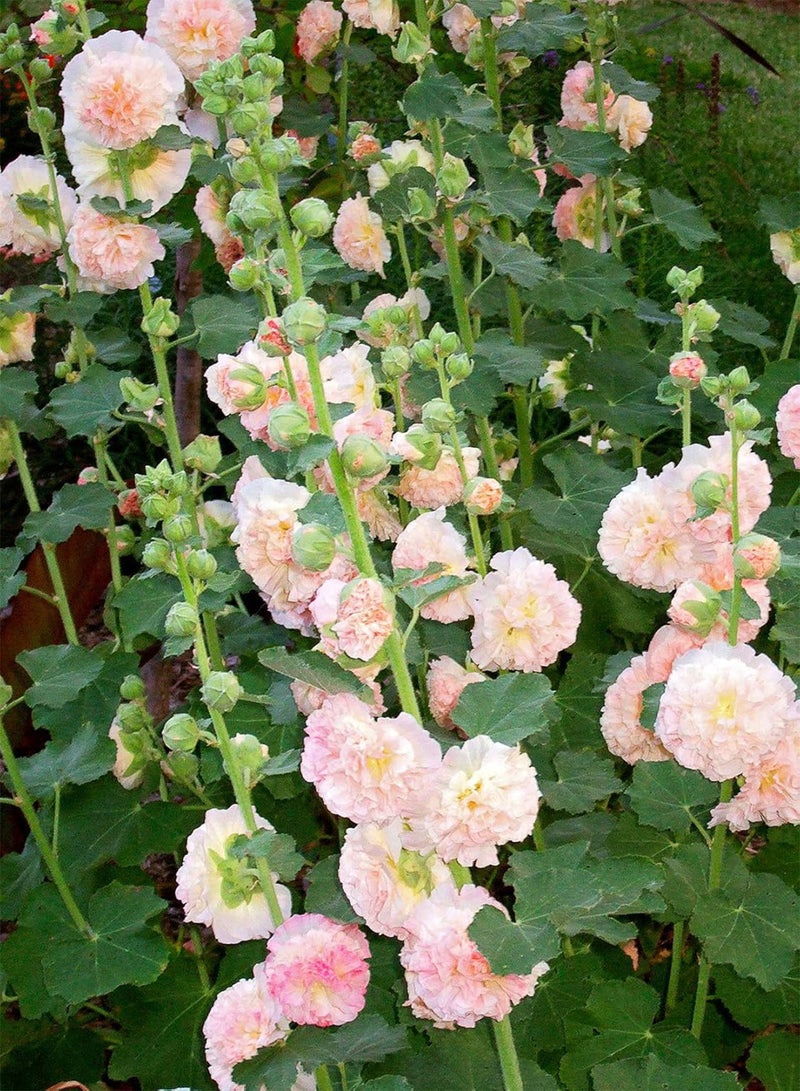 GGOOT seeds Fresh 200 pcs Althaea Rosea Flower Seeds for Planting Light Pink