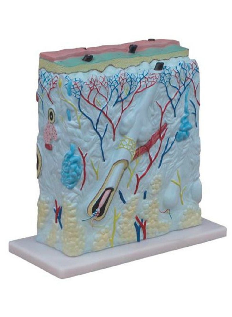 AKM An educational anatomical model of a human skin section - Image 1