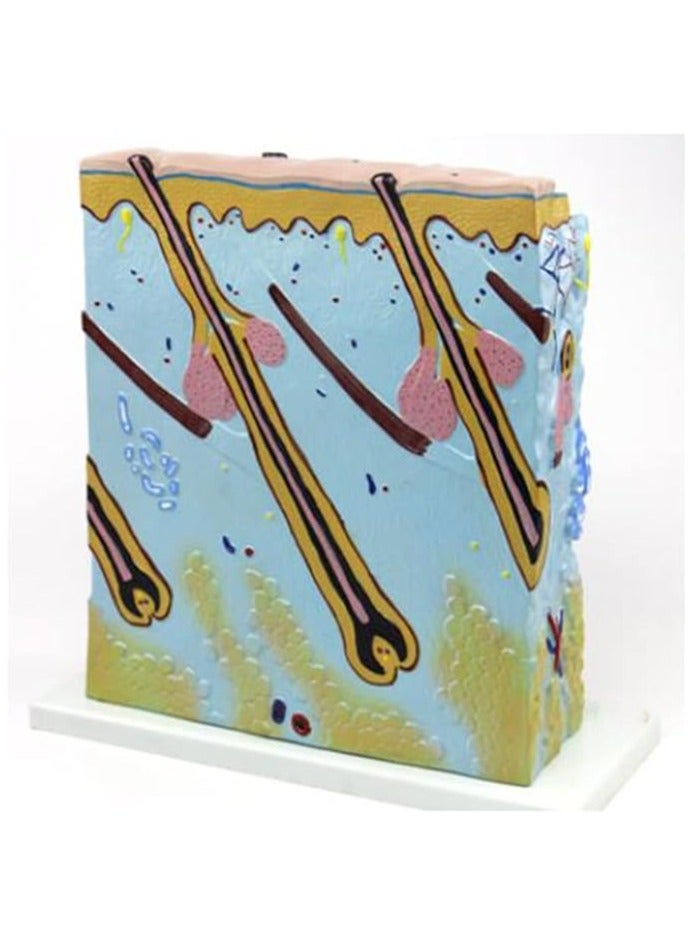 AKM An educational anatomical model of a human skin section - Image 3