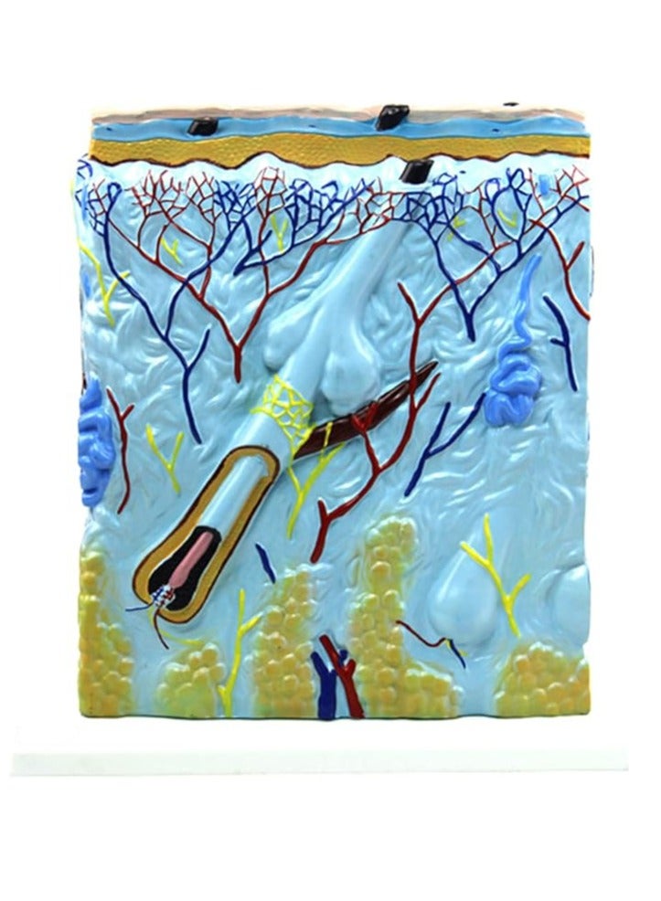 AKM An educational anatomical model of a human skin section - Image 4