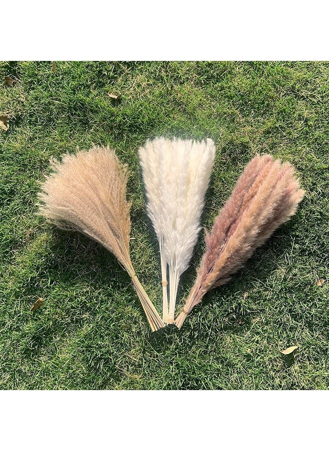 SKY-TOUCH Sky-Touch Natural Dried Pampas Grass Bouquet : Brown White Reed Pampas Floral Arrangements Decorations for Home Room Office Party Decor (60PCS)  - Image 5