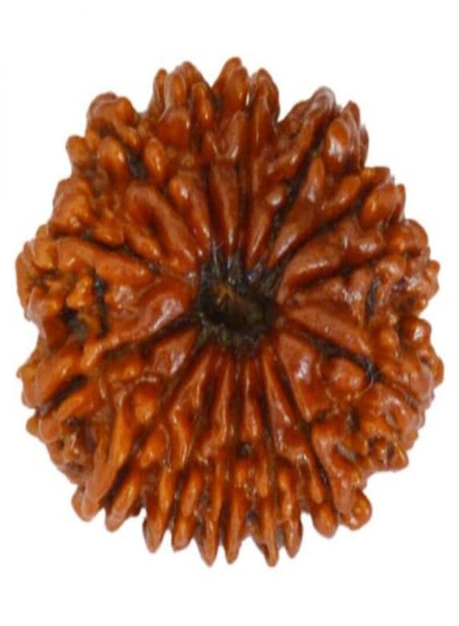 IRIS GEMS 14 Mukhi Rudraksha Original Certified Nepali Silver Capping 14 Face Rudraksha 14 मुखी नेपाली ओरिजिनल रुद्राक्ष Brown Chaudah Mukhi Rudraksh For Men Women Pendent Bracelet Rudraksha Jaap Mala नेचुरल चौदह मुखी रुद्राक्ष By IRIS GEMS - Image 1