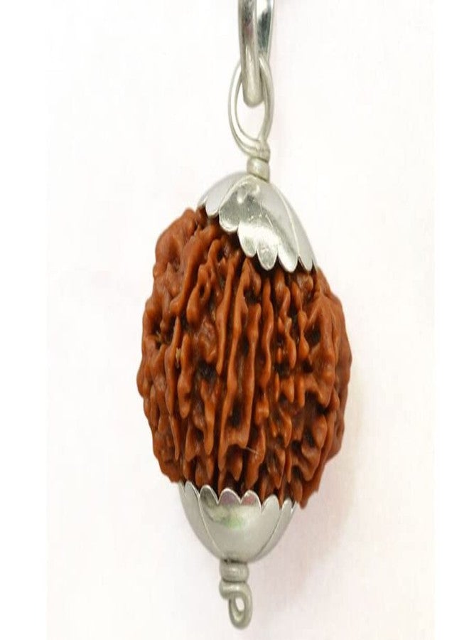 IRIS GEMS 14 Mukhi Rudraksha Original Certified Nepali Silver Capping 14 Face Rudraksha 14 मुखी नेपाली ओरिजिनल रुद्राक्ष Brown Chaudah Mukhi Rudraksh For Men Women Pendent Bracelet Rudraksha Jaap Mala नेचुरल चौदह मुखी रुद्राक्ष By IRIS GEMS - Image 2