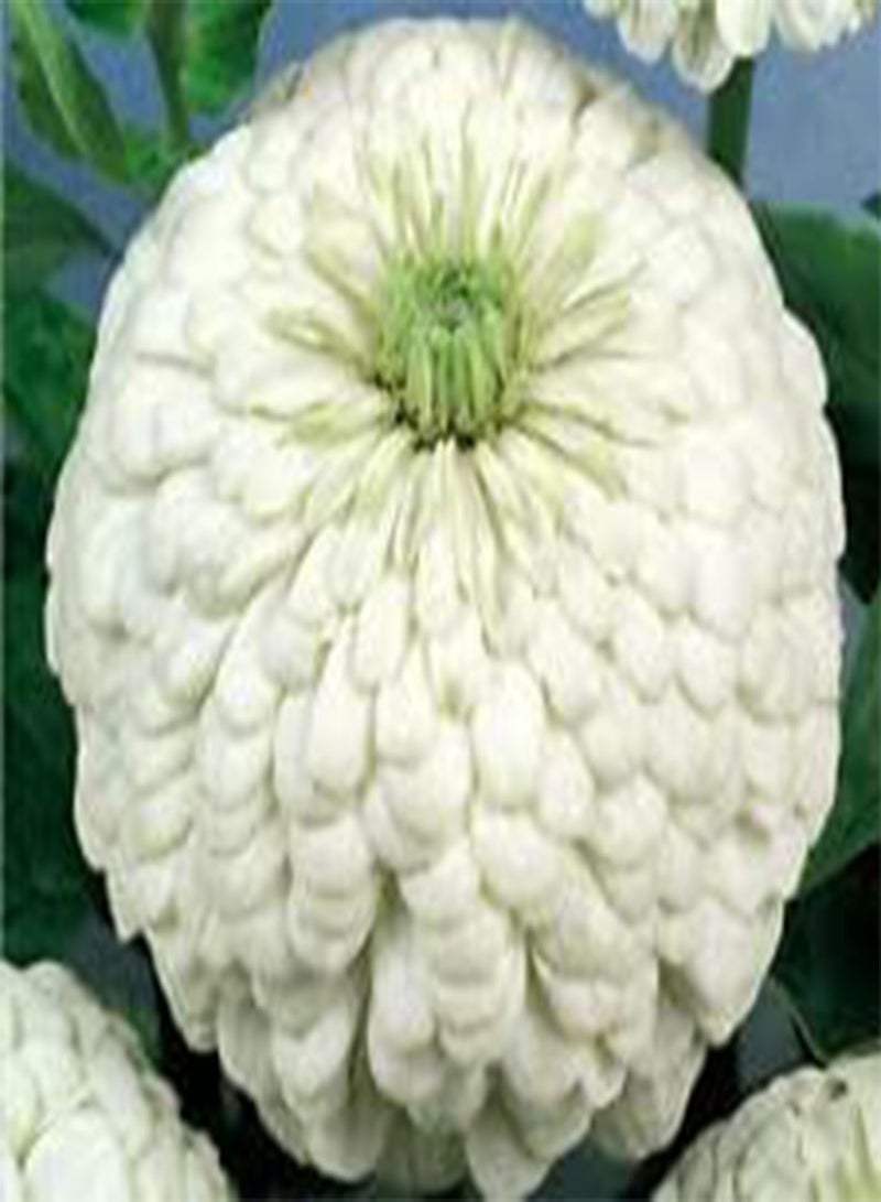 GGOOT Zinnia Polar Bear Zinnia Elegans - 1,100 Bulk (PKD) Seeds