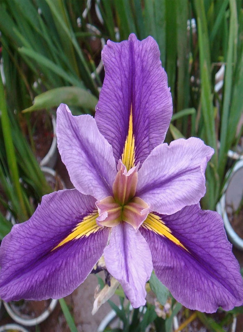 جي جوت 50 قطعة/حقيبة بذور السوسن عالية الإنبات نباتات مائية بذور زهرة معمرة أرجوانية للحديقة شتلات الحديقة صديقة للبيئة للحديقة - Image 2