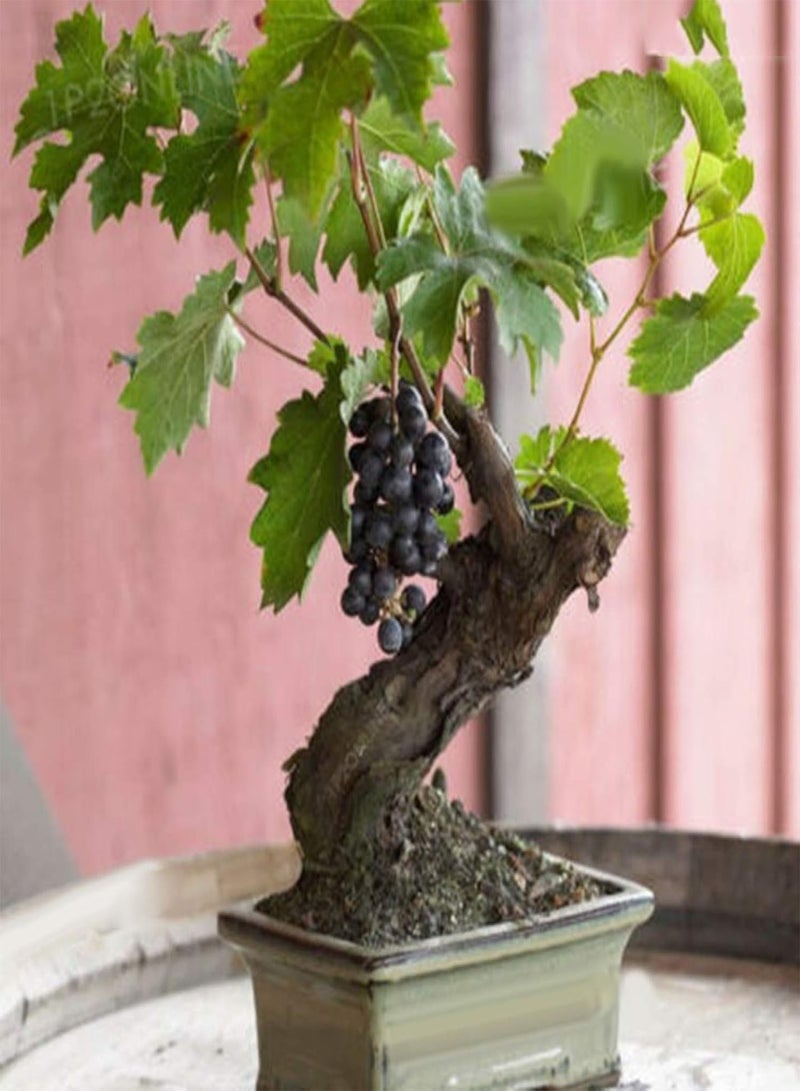 GGOOT Fresh Fruit Seed with 85Pcs Bonsai Dwarf Mini Grape Seeds Delicious Fruit Plant Garden Balcony Decor for Planting Garden Yard Home Landscaping - Image 3