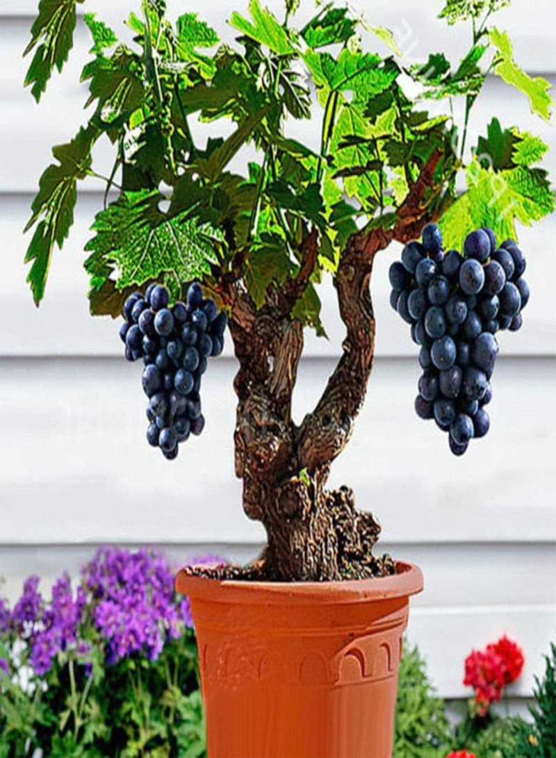 GGOOT Fresh Fruit Seed with 85Pcs Bonsai Dwarf Mini Grape Seeds Delicious Fruit Plant Garden Balcony Decor for Planting Garden Yard Home Landscaping - Image 5