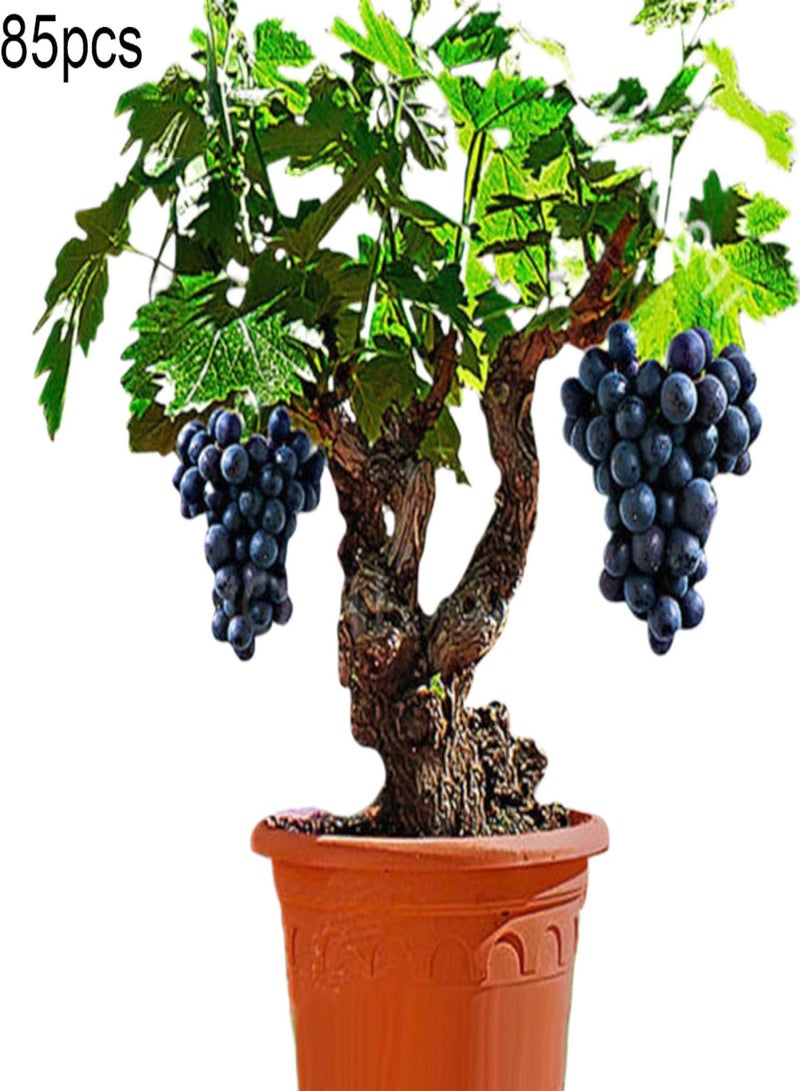 GGOOT Fresh Fruit Seed with 85Pcs Bonsai Dwarf Mini Grape Seeds Delicious Fruit Plant Garden Balcony Decor for Planting Garden Yard Home Landscaping - Image 2