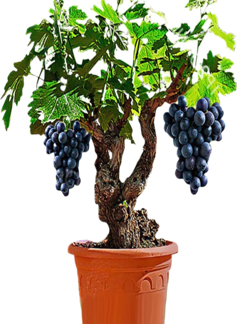 GGOOT Fresh Fruit Seed with 85Pcs Bonsai Dwarf Mini Grape Seeds Delicious Fruit Plant Garden Balcony Decor for Planting Garden Yard Home Landscaping - Image 4
