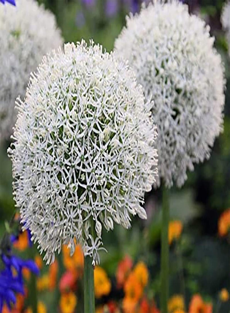 GGOOT 5pcs White Allium Seeds Exotic Striking Decorative Garden Yard Simple Planting Adaptable DIY Garden Craft Art Novice Friendly - Image 2