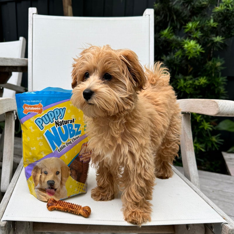 Nylabone Nubz Natural Dog Chew Treats for Puppies, Long Lasting Dog Bones Made in USA, Puppy Training Treats, Turkey & Sweet Potato Flavor, for Puppies Up to 25 lbs. (8 Count) - Image 5