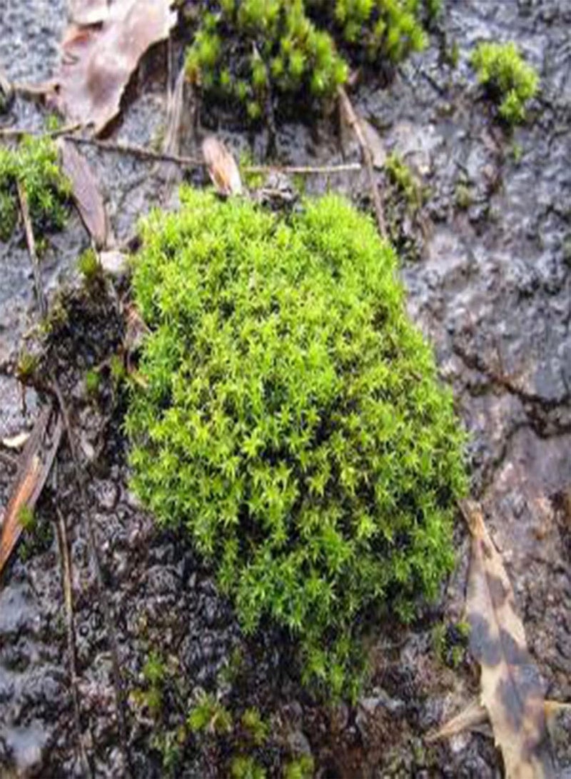 GGOOT 100Pcs Sagina Seeds Healthy Nutritious Special Moss Plant Sagina Subulata Seeds for Garden Sagina Seeds Multifunction for Home - Image 5