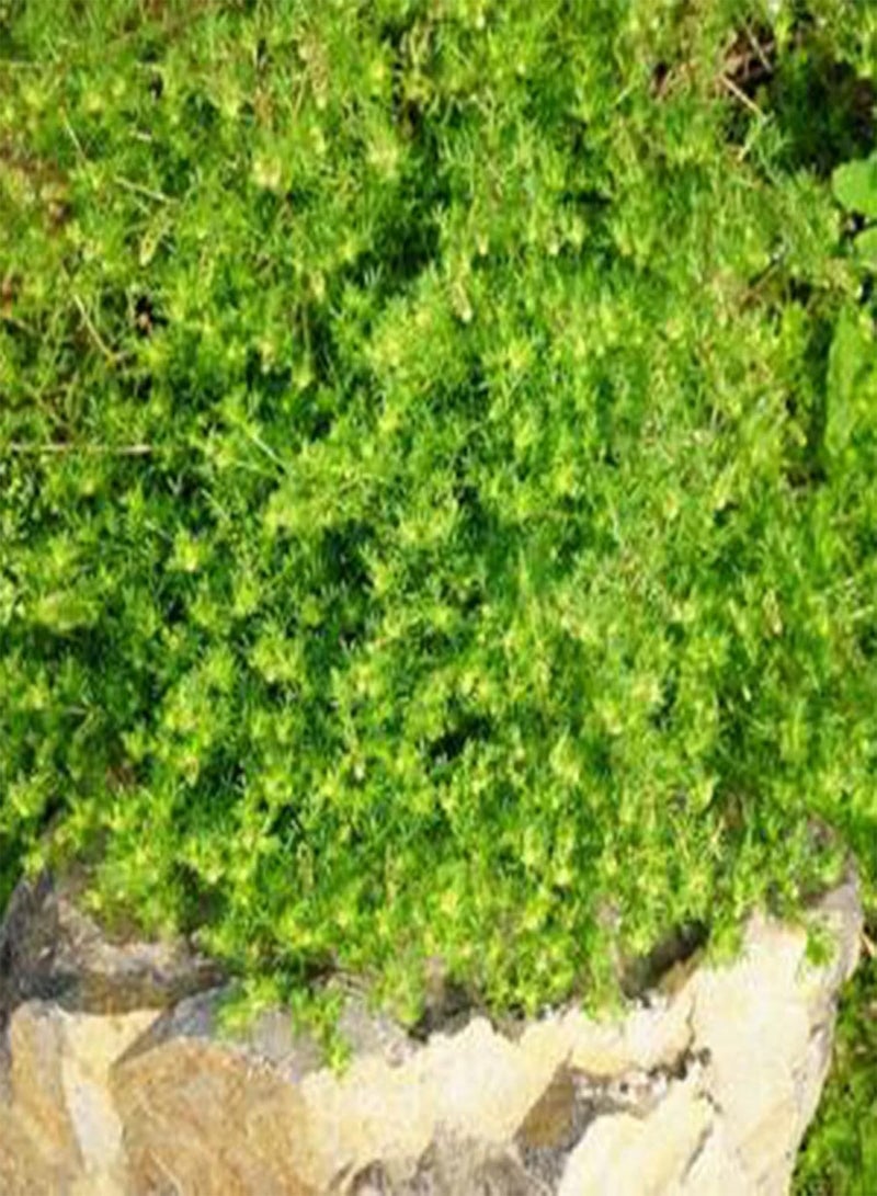 GGOOT 100Pcs Sagina Seeds Healthy Nutritious Special Moss Plant Sagina Subulata Seeds for Garden Sagina Seeds Multifunction for Home - Image 2