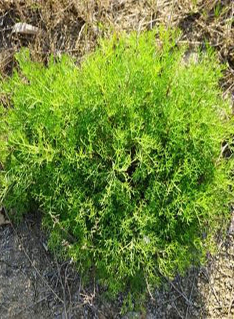 GGOOT 100Pcs Sagina Seeds Healthy Nutritious Special Moss Plant Sagina Subulata Seeds for Garden Sagina Seeds Multifunction for Home - Image 3
