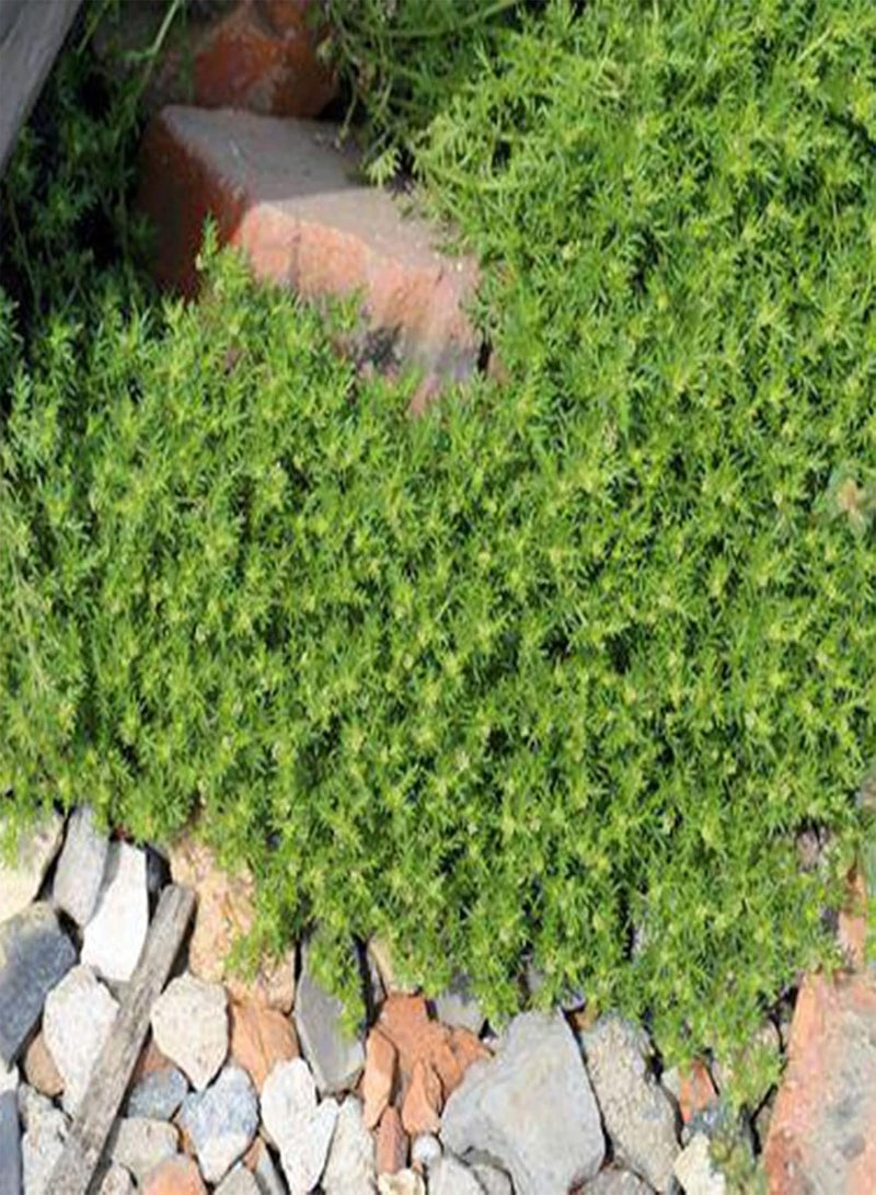 GGOOT 100Pcs Sagina Seeds Healthy Nutritious Special Moss Plant Sagina Subulata Seeds for Garden Sagina Seeds Multifunction for Home - Image 1