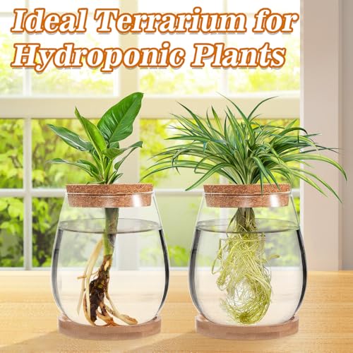 Big Gun Biggun Plants Propagation Station - 2Pcs Desktop Plant Terrarium Glass Hydroponic Vases, Water Plant Jars, Gardening Gifts for Women Mom Plant Lovers (Water Drop Shape, Separated Tray Style) - Image 4