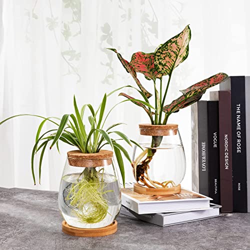 Big Gun Biggun Plants Propagation Station - 2Pcs Desktop Plant Terrarium Glass Hydroponic Vases, Water Plant Jars, Gardening Gifts for Women Mom Plant Lovers (Water Drop Shape, Separated Tray Style) - Image 3