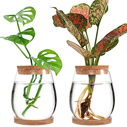 Big Gun Biggun Plants Propagation Station - 2Pcs Desktop Plant Terrarium Glass Hydroponic Vases, Water Plant Jars, Gardening Gifts for Women Mom Plant Lovers (Water Drop Shape, Separated Tray Style) - Image 1