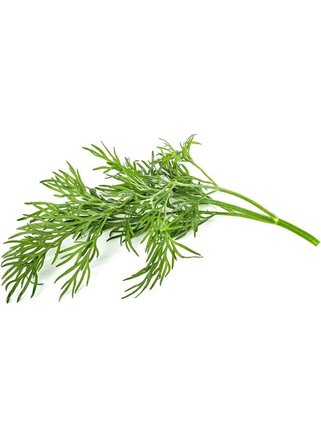 CLICK AND GROW Dill Capsules - Pack of 3  - Image 4