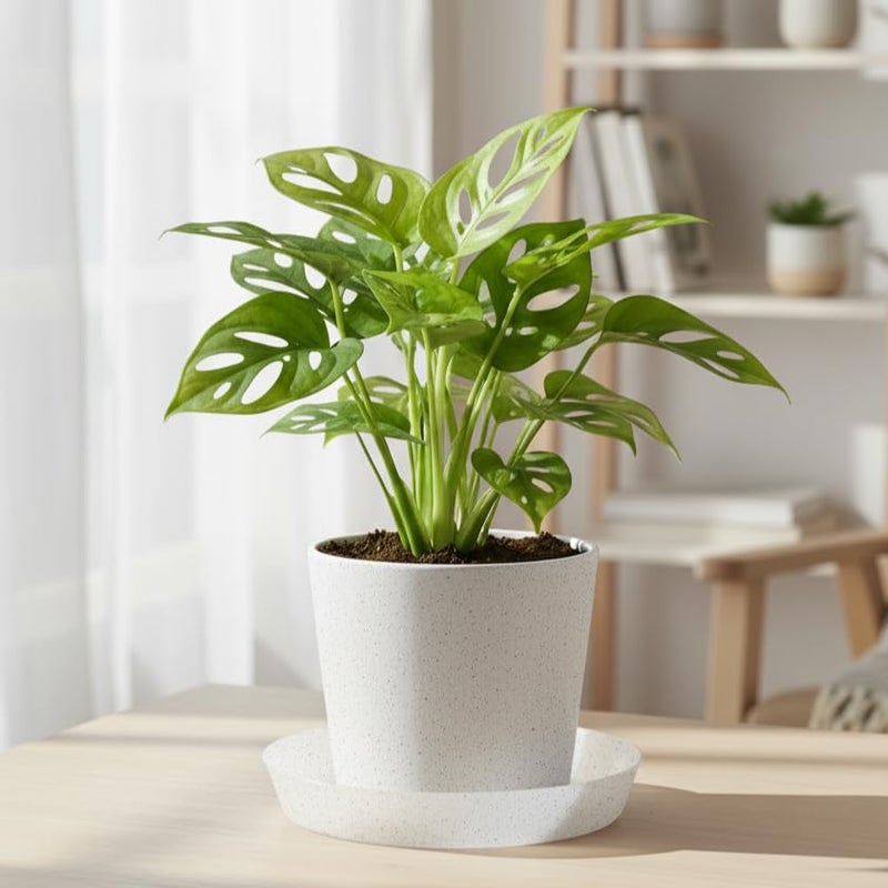 Austin Planter 18 Inch 163 Inch Base Case of 2 Plant Saucers White Granite Colored Polypropylene Heavy Duty IndoorOutdoor Collects Flower Pot Drainage and Excess Water Made in USA - Image 3