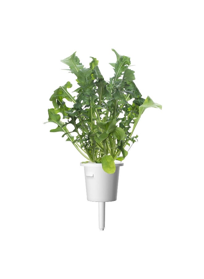 click 3Piece Pesticide With Free Edible Arugula Plant Pod Set SGR19X3  - Image 5