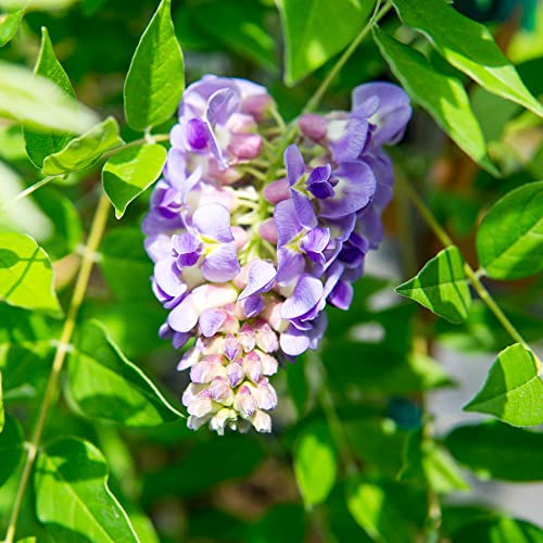 PERFECT PLANTS Amethyst Falls Wisteria Vine 1 Gallon | Live Shrub for Outdoor Planting | Fast Growing Vines for Trellis or Fence | Beautiful Purple Flowers During Spring & Summer - Image 5
