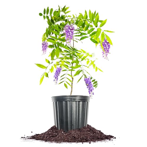 PERFECT PLANTS Amethyst Falls Wisteria Vine 1 Gallon | Live Shrub for Outdoor Planting | Fast Growing Vines for Trellis or Fence | Beautiful Purple Flowers During Spring & Summer - Image 1