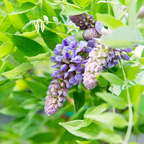PERFECT PLANTS Amethyst Falls Wisteria Vine 1 Gallon | Live Shrub for Outdoor Planting | Fast Growing Vines for Trellis or Fence | Beautiful Purple Flowers During Spring & Summer - Image 4