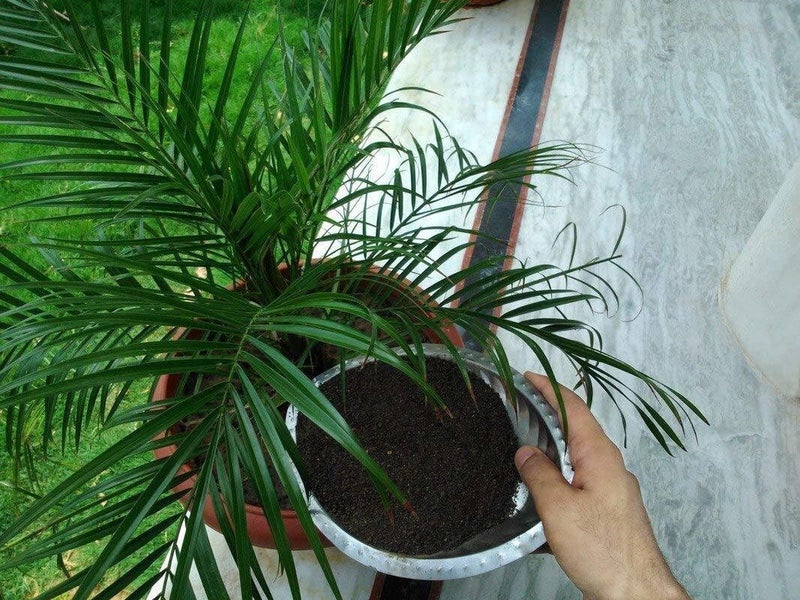 The Entacloo XXL102 Natural Organic VERMICOMPOSTWormCompost 35Kgs - Image 2