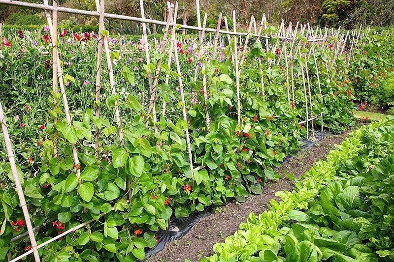 The Entacloo XXL102 Natural Organic VERMICOMPOSTWormCompost 35Kgs - Image 3