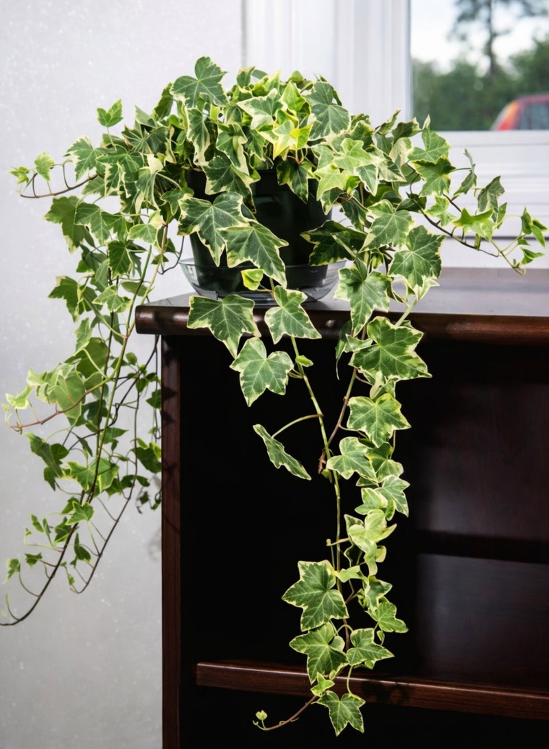 بلانت نبات اللبلاب الإنجليزي المتدلي | نبات هيدرا هيليكس الحي المتدلي الداخلي | نبات منزلي مزخرف ومنقي للهواء لتزيين المنزل والمكتب، سلة معلقة - Image 5