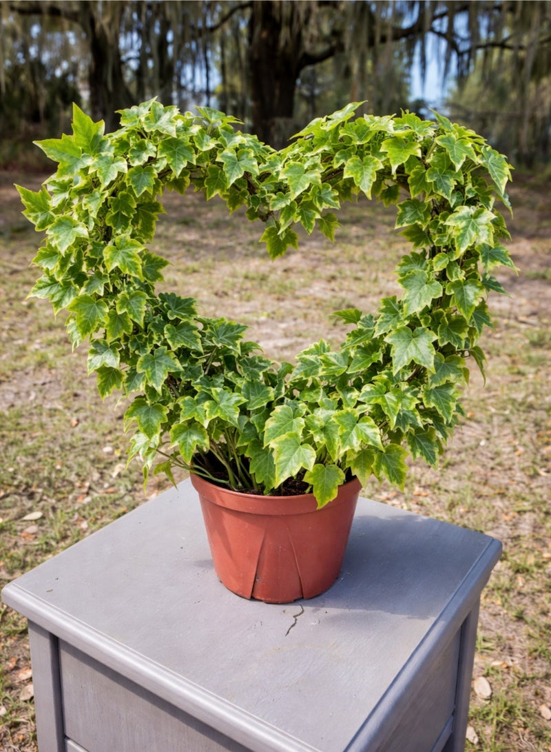 بلانت نبات اللبلاب الإنجليزي المتدلي | نبات هيدرا هيليكس الحي المتدلي الداخلي | نبات منزلي مزخرف ومنقي للهواء لتزيين المنزل والمكتب، سلة معلقة - Image 3