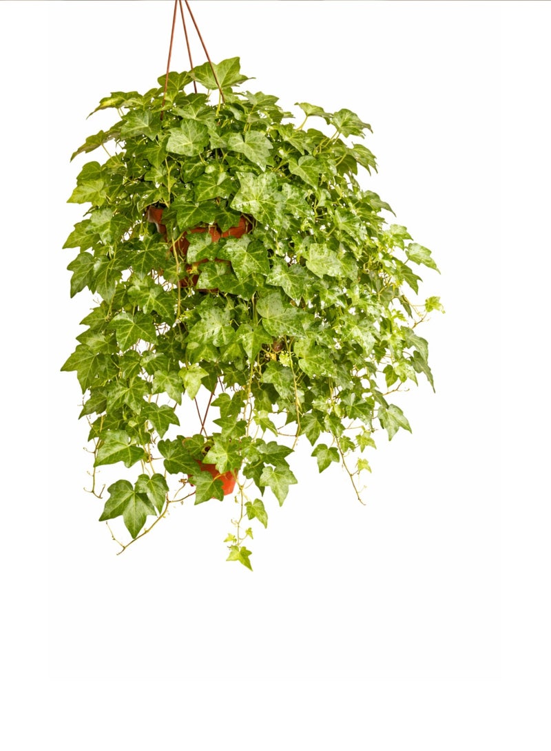 بلانت نبات اللبلاب الإنجليزي المتدلي | نبات هيدرا هيليكس الحي المتدلي الداخلي | نبات منزلي مزخرف ومنقي للهواء لتزيين المنزل والمكتب، سلة معلقة - Image 2