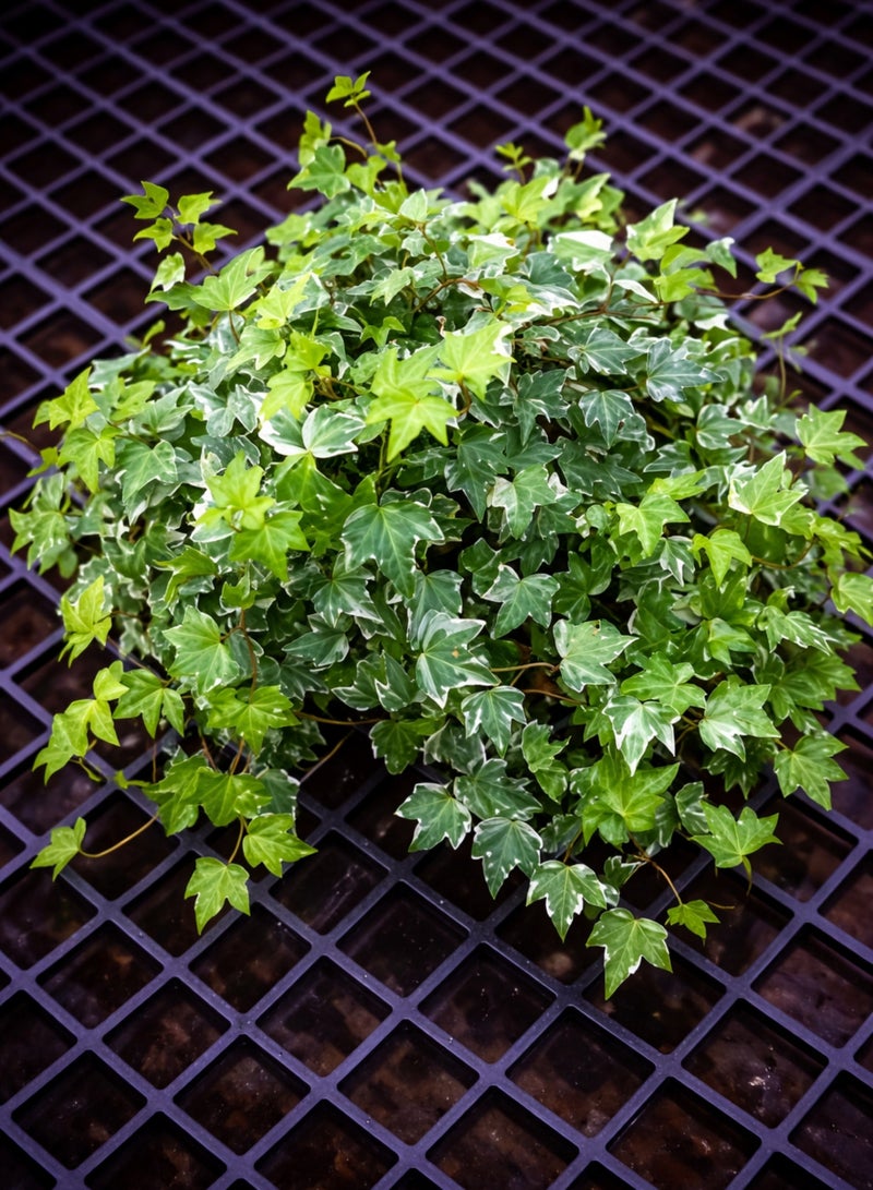 بلانت نبات اللبلاب الإنجليزي المتدلي | نبات هيدرا هيليكس الحي المتدلي الداخلي | نبات منزلي مزخرف ومنقي للهواء لتزيين المنزل والمكتب، سلة معلقة - Image 4