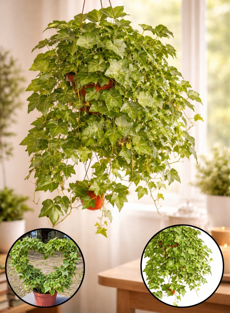 بلانت نبات اللبلاب الإنجليزي المتدلي | نبات هيدرا هيليكس الحي المتدلي الداخلي | نبات منزلي مزخرف ومنقي للهواء لتزيين المنزل والمكتب، سلة معلقة - Image 1