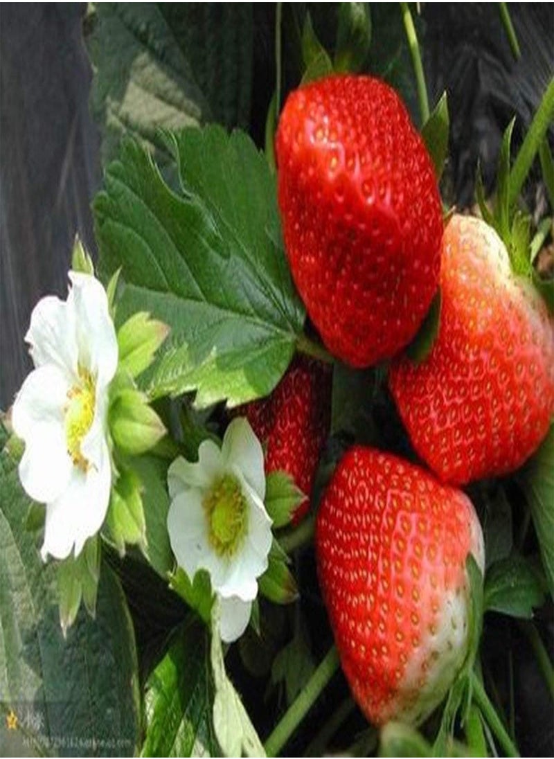 GGOOT - 200Pcs Red Strawberry Plant Seeds ,Large Fruit Strawberry Rock Climbing Plants for Balcony/Garden - Image 1