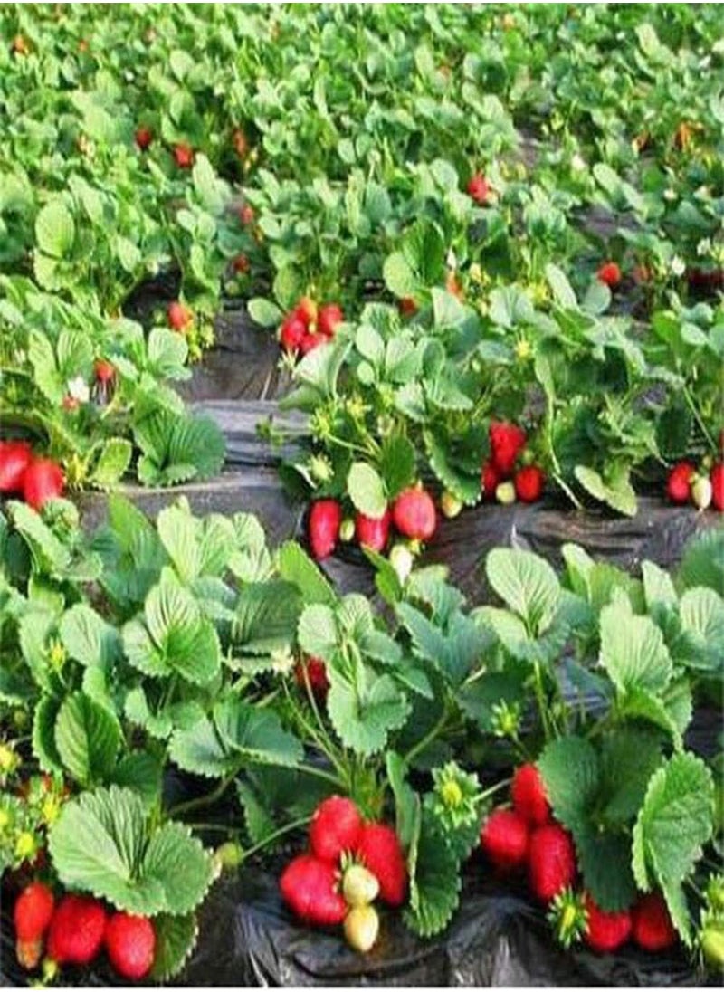 GGOOT - 200Pcs Red Strawberry Plant Seeds ,Large Fruit Strawberry Rock Climbing Plants for Balcony/Garden - Image 1