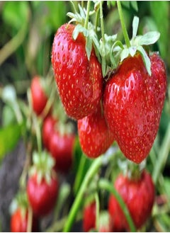 200Pcs Red Strawberry Plant Seeds ,Large Fruit Strawberry Rock Climbing Plants for Balcony/Garden