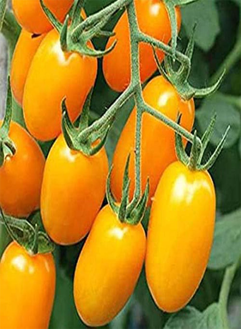 GGOOT seeds Fresh 100 pcs Tomato Vegetable Seeds for Planting Yellow 1