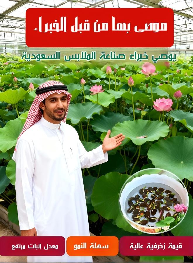 بذور زهور اللوتس المائية للزراعة في المنزل والحديقة - Image 3