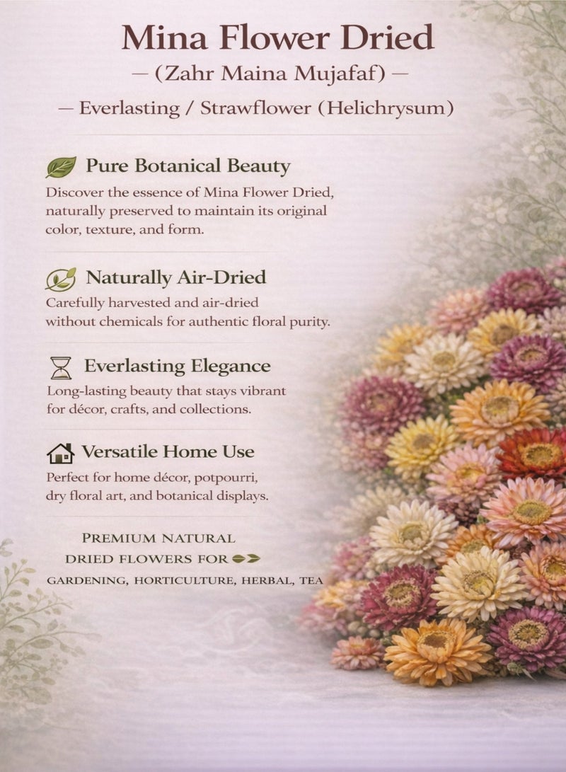 زهر زهور مينا المجففة (زهر مينا مجفف) - زهور دائمة / زهور القش (هيليكريسوم) | زهور طبيعية مجففة فاخرة للاستخدام في البستنة والزراعة العضوية والأعشاب والشاي. - Image 5