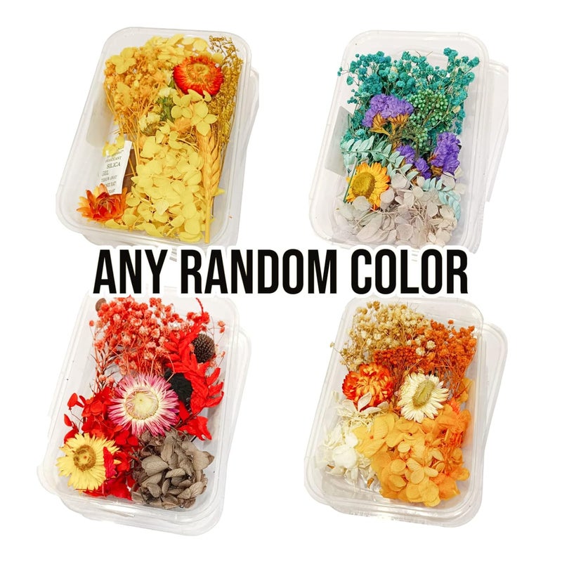Craftolive Natural Real Dry Flower Box for Resin Art, Nail Art, Card Making, Candle Making and Other Multipurpose DIY Craft Use, Dried Flowers(1 Random Colour Box) - Image 2