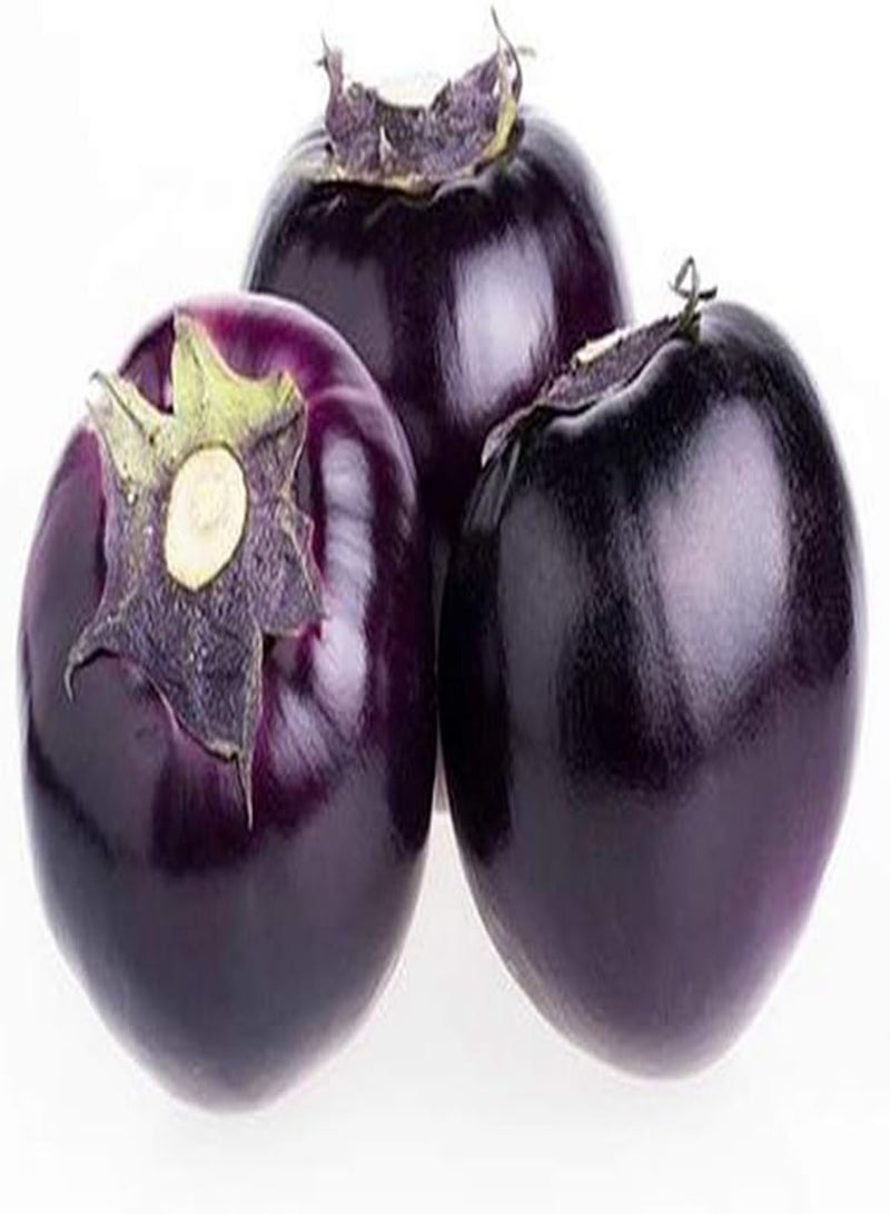 جي جوت 500 قطعة من بذور الباذنجان لزراعة خضروات صحية جذابة باذنجان طازج سريع النمو قابل للتكيف أضف اللون إلى حديقة منزلك - Image 4
