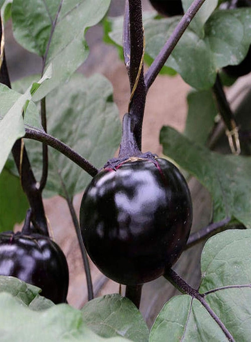 جي جوت 500 قطعة من بذور الباذنجان لزراعة خضروات صحية جذابة باذنجان طازج سريع النمو قابل للتكيف أضف اللون إلى حديقة منزلك - Image 1