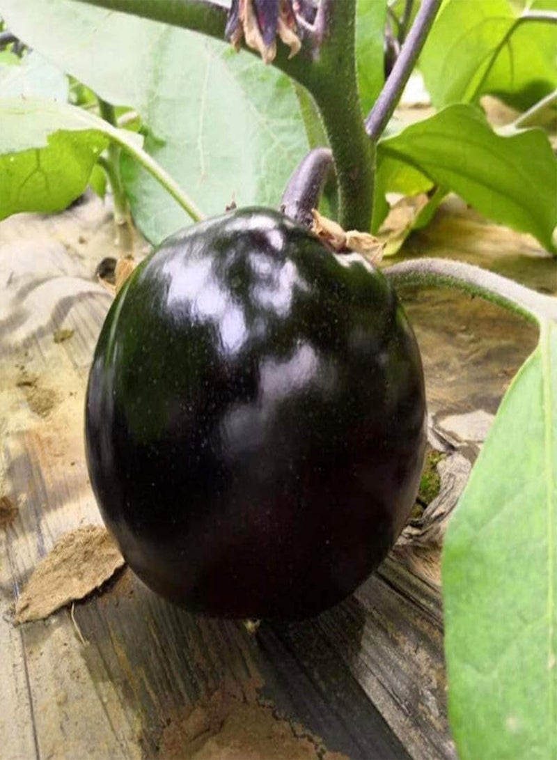 جي جوت 500 قطعة من بذور الباذنجان لزراعة خضروات صحية جذابة باذنجان طازج سريع النمو قابل للتكيف أضف اللون إلى حديقة منزلك - Image 3