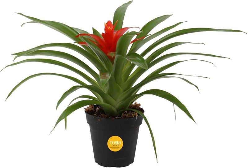 Costa Farms Live Bromeliad Indoor Plant, Red Guzmania Blooming Houseplant in Grow Pot, Tropical Tabletop Decor, Fresh From Farm, 12-Inches Tall - Image 1