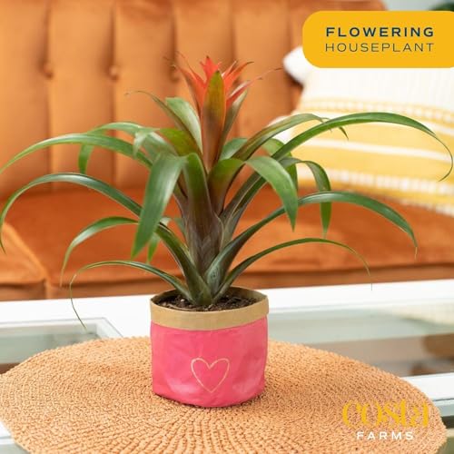Costa Farms Live Bromeliad Indoor Plant, Red Guzmania Blooming Houseplant in Grow Pot, Tropical Tabletop Decor, Fresh From Farm, 12-Inches Tall - Image 2